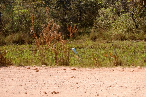 cattle egret