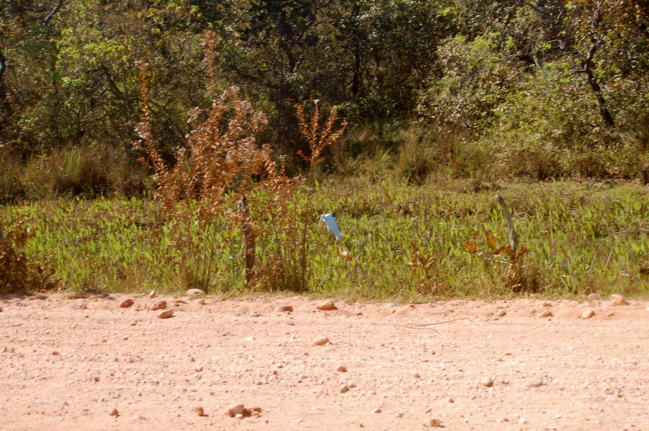 cattle egret