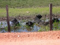 water buffalo (Bubalis bubalis) cooling off in a pool