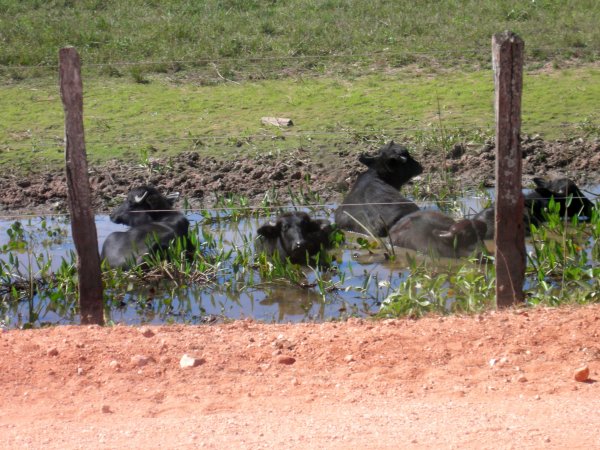 water buffalo (Bubalis bubalis) cooling off in a pool