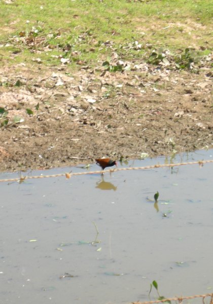 Wattled Jacana (Jacana jacana)