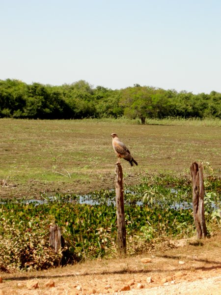 Savannah Hawk