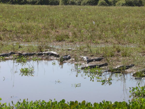 more caymans sunning themselves