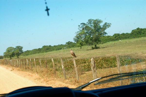 savannah hawk