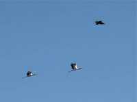 American wood storks (2)