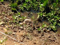 snail shells by the side of a pond