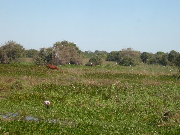 the place is filled with birds and other wildlife