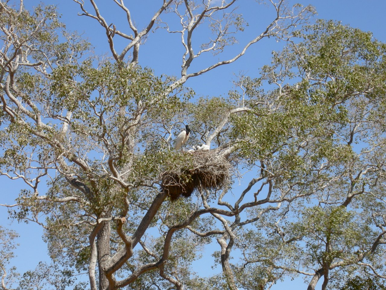 Jaiburu nest with chicks