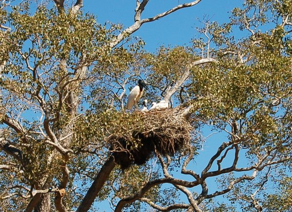 jabiru nest