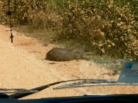 Capabara at the side of the road