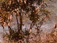 bird in bush TODO