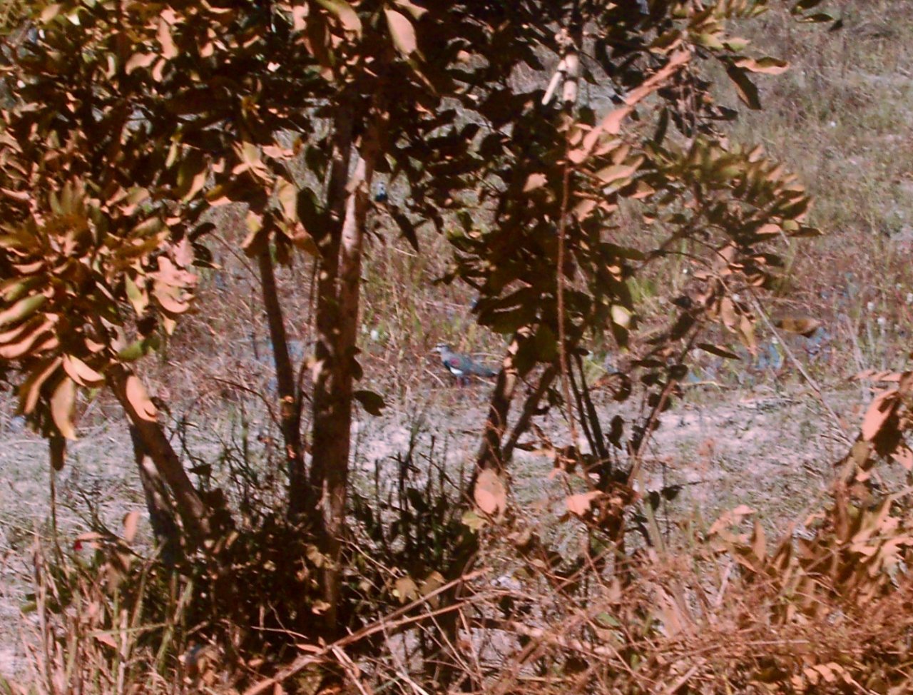bird in bush TODO