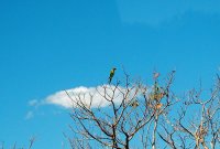 Yellow-fronted parakeet