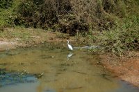 Great White Egret with a Cayman close by