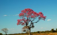 a pretty maroon-flowered tree (Tabebuia?)