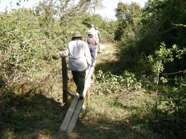 walking across wooden bridges on the nature trail