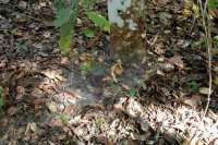spiderwebs at the base of a tree