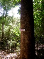 Cambara tree