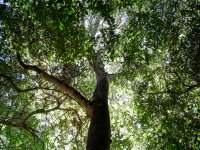 looking up through the canopy