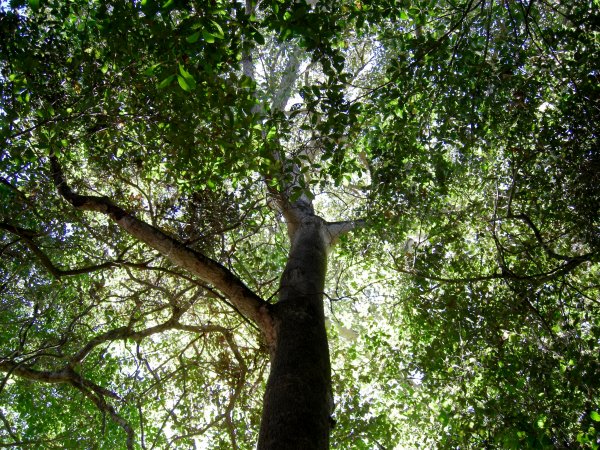 looking up through the canopy