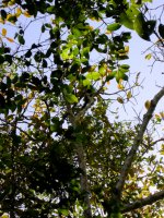 more foliage -- I think there might be a bird in there  :)