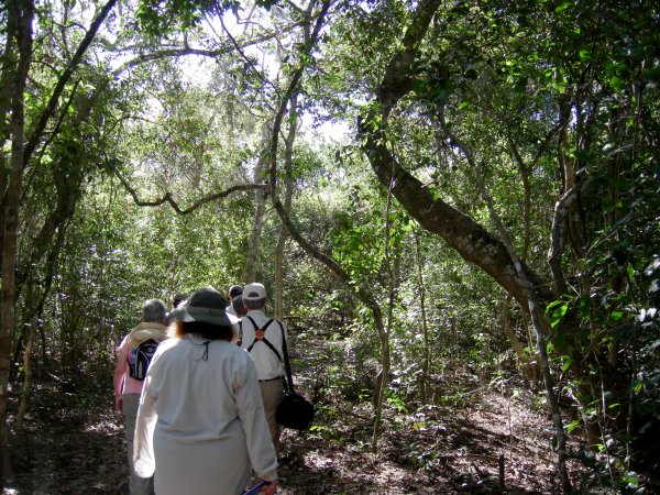 walking through the woods