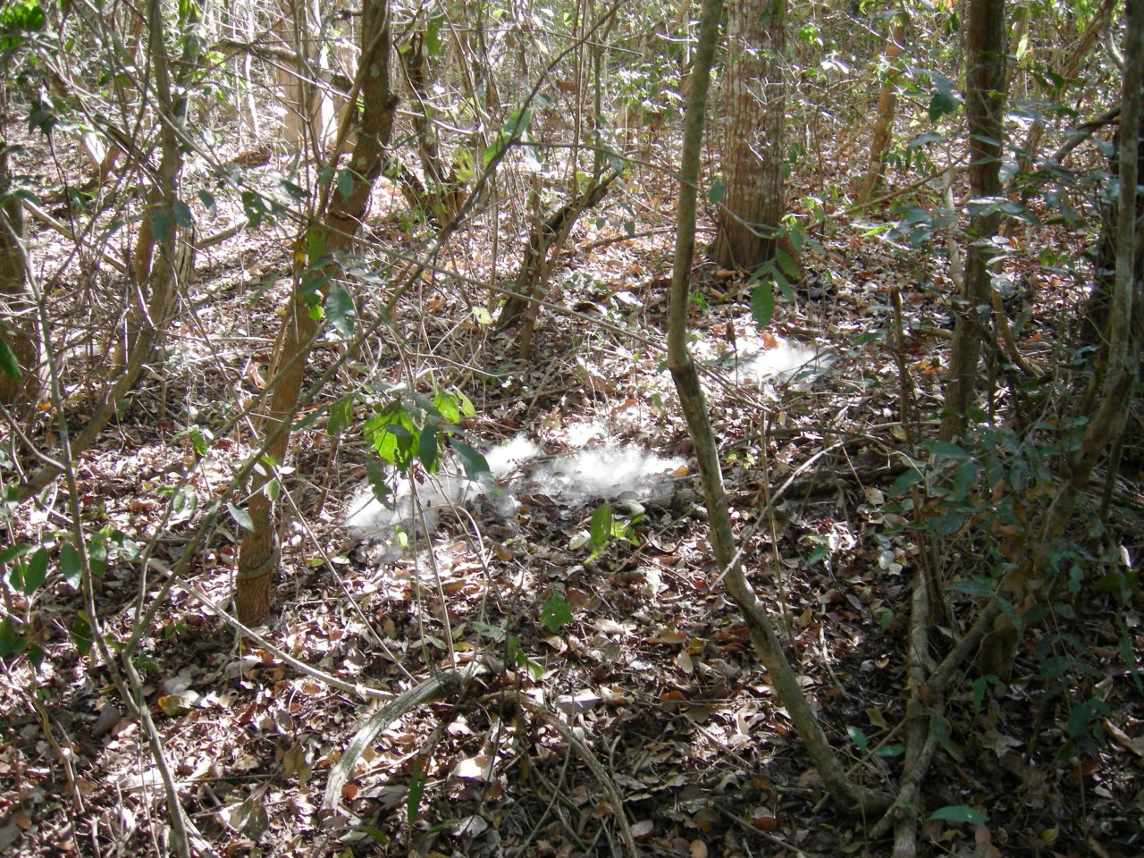 Kapok "cotton"