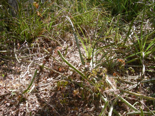 interesting thin spiny cactus