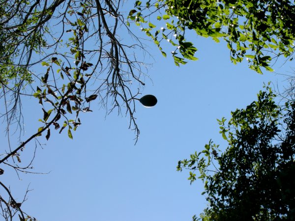Kapok pod