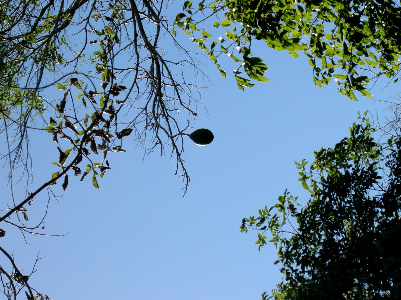 Kapok pod