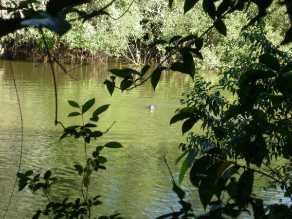 river otter