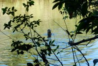 giant otter popping out of the water