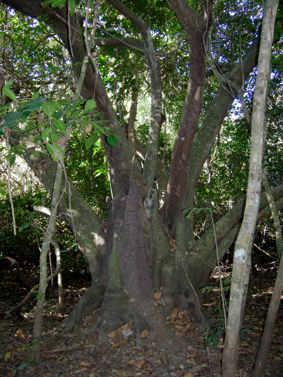 interesting tree