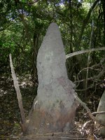 giant termite hill