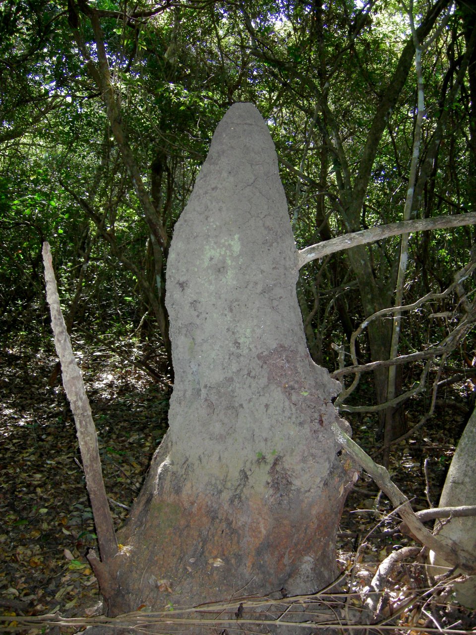 giant termite hill
