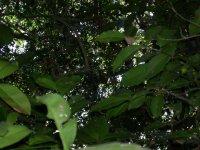 there's a howler monkey in there