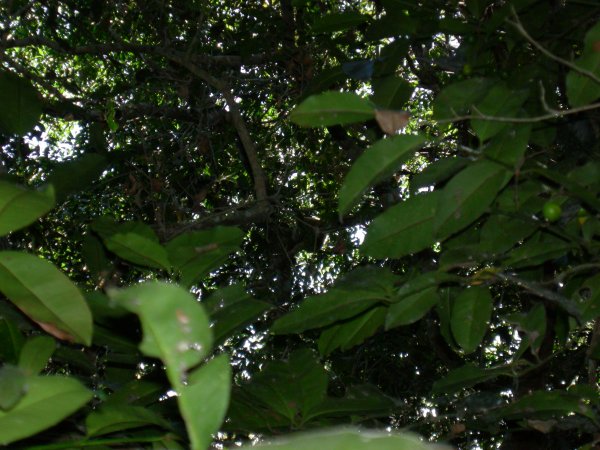 there's a howler monkey in there