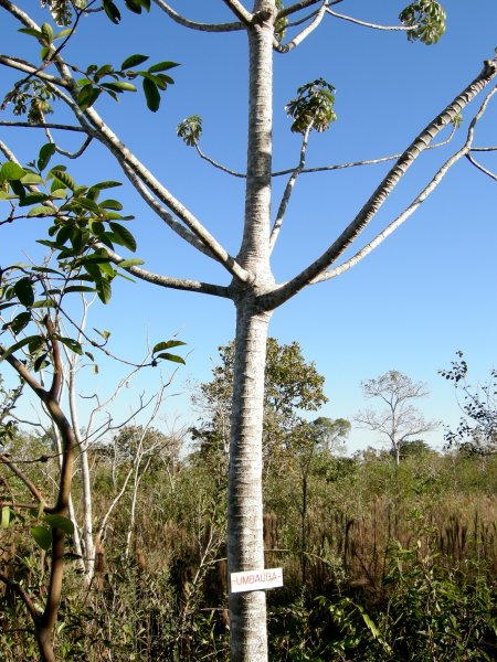 Umbauba tree - they make wooden shoes from it