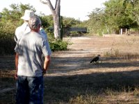 Southern Caracaras (Caracara plancus) walking around