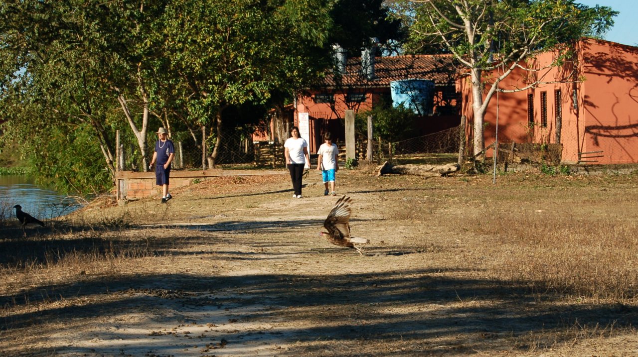 Caracaras (2)