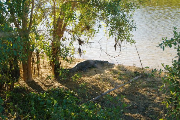 Big cayman by the river