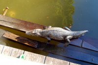 Cayman by the boat dock