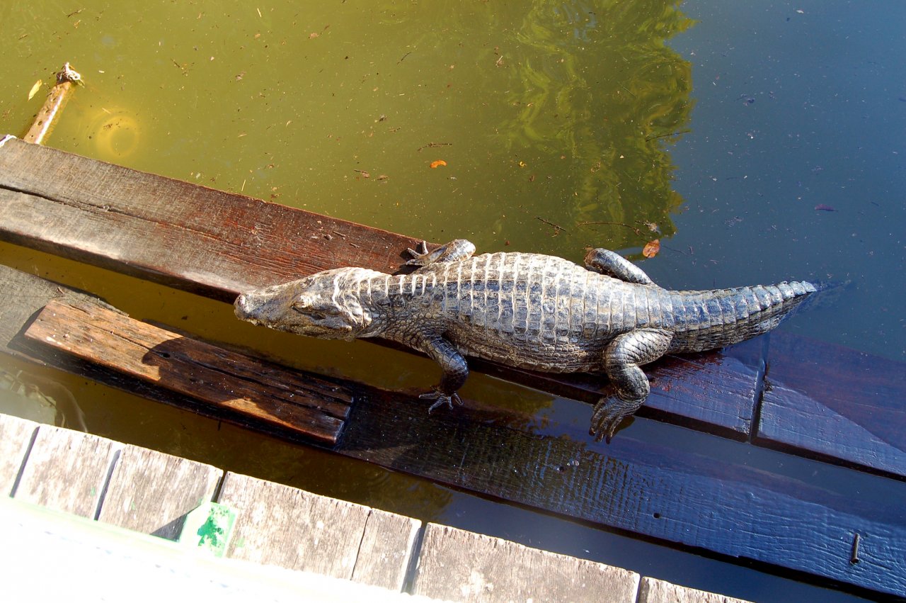 Cayman by the boat dock