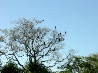 Cormorants in a tree