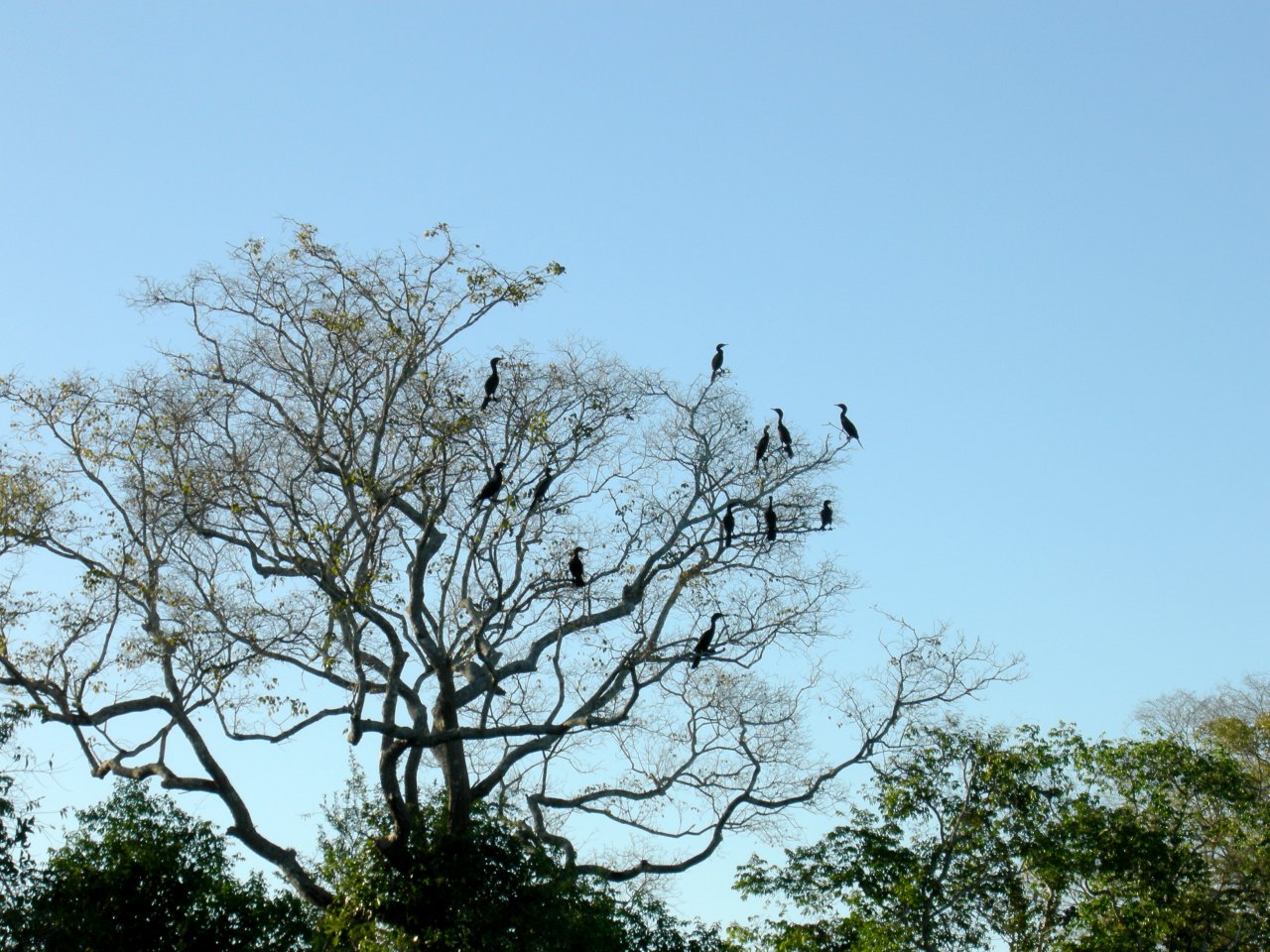 Cormorants in a tree