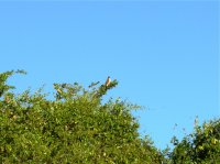 another Savannah hawk