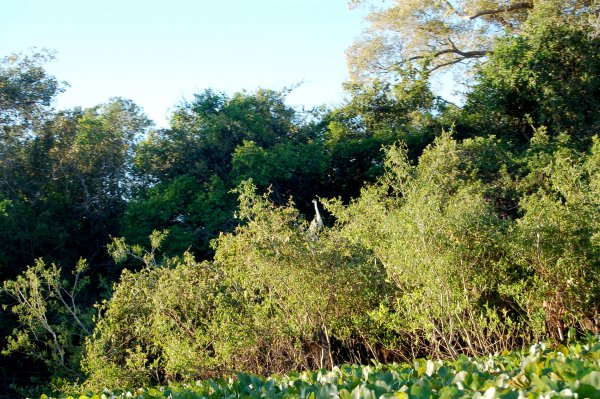 Anhinga (Darter)