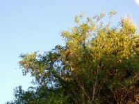 Black-collared hawk