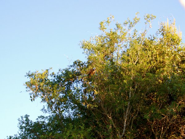 Black-collared hawk