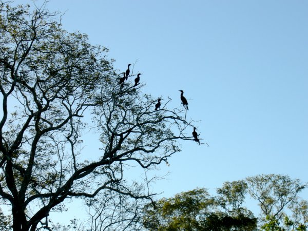 more cormorants, they were everywhere